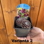 Skalná ruža (Sempervivum tectorum) - kont. P9